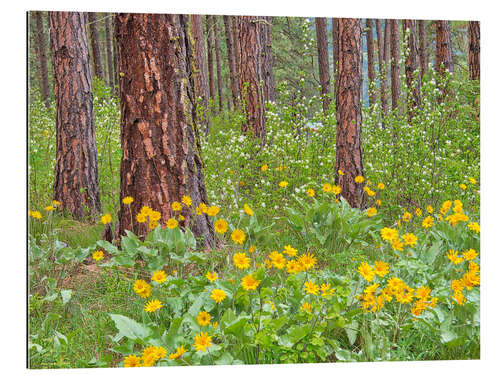 Gallery print Ponderosa Pine with spring wildflowers