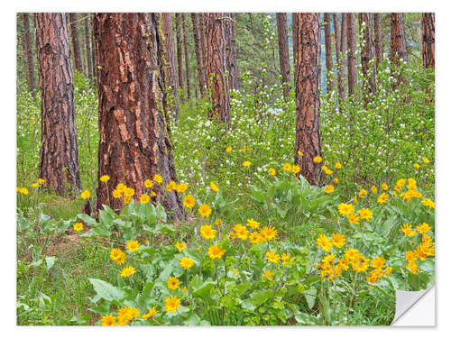 Naklejka na ścianę Ponderosa Pine with spring wildflowers