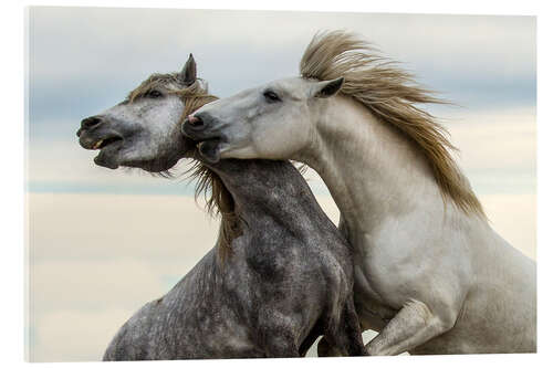 Acrylic print Two stallions fighting