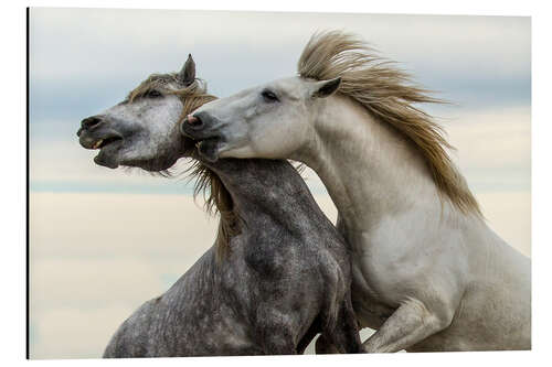 Tableau en aluminium Two stallions fighting