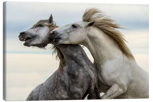 Obraz na płótnie Two stallions fighting