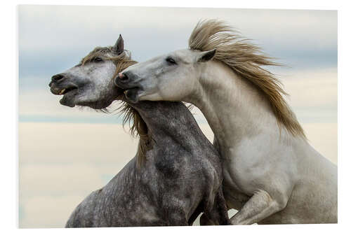 Foam board print Two stallions fighting