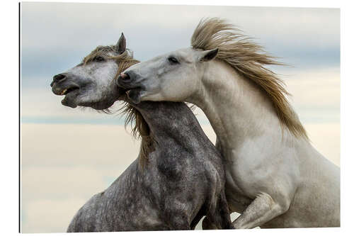 Gallery print Two stallions fighting