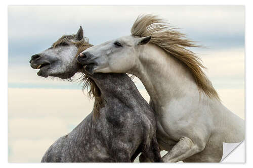 Naklejka na ścianę Two stallions fighting