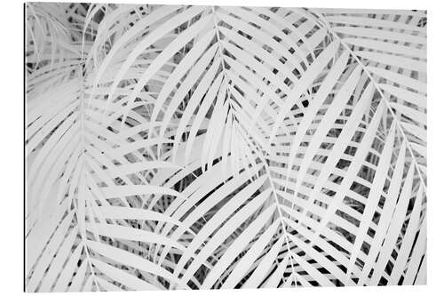 Quadro em plexi-alumínio Infrared image of palm fronds