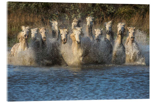 Akrylbilde Horses running through water