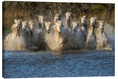 Lienzo Horses running through water