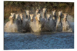 Magnettafel Pferde, die durch Wasser laufen