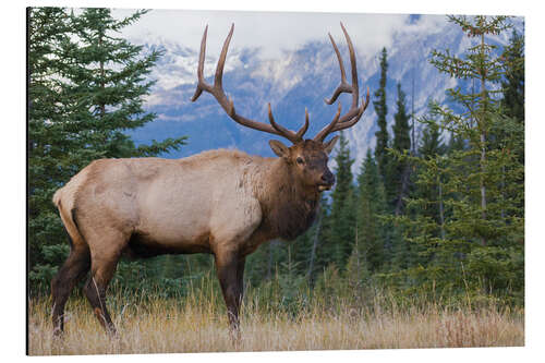 Aluminium print Rocky Mountain Moose