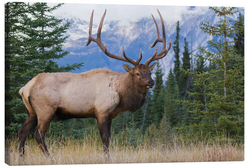 Canvas print Rocky Mountain Moose