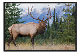 Gerahmter Kunstdruck Rocky Mountain Elch