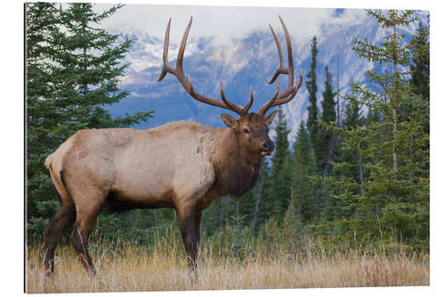 Gallery print Rocky Mountain Moose