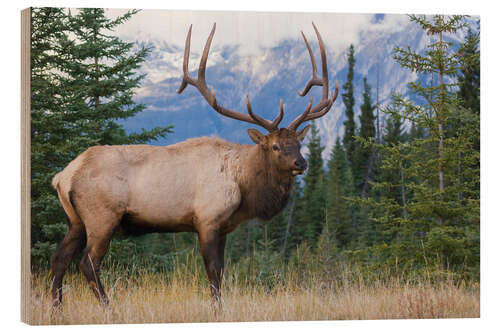 Quadro de madeira Rocky Mountain Moose