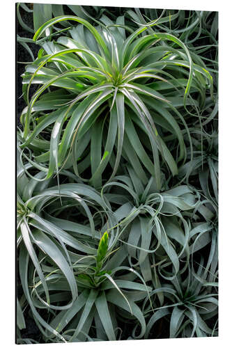 Tableau en aluminium Bromeliads