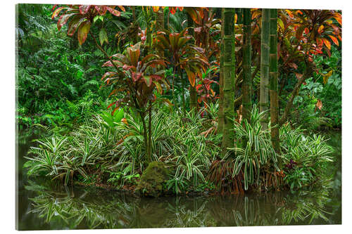 Acrylic print Bamboo on an island in Lily Lake