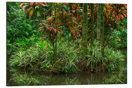 Obraz na aluminium Bamboo on an island in Lily Lake