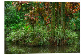 Foam board print Bamboo on an island in Lily Lake