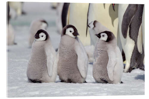 Acrylic print Emperor penguin chicks are waiting for their parents to return