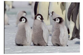 Aluminium print Emperor penguin chicks are waiting for their parents to return