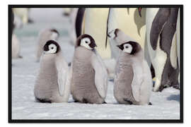 Gerahmter Kunstdruck Kaiserpinguinküken wartet auf die Rückkehr ihrer Eltern