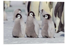 Foam board print Emperor penguin chicks are waiting for their parents to return