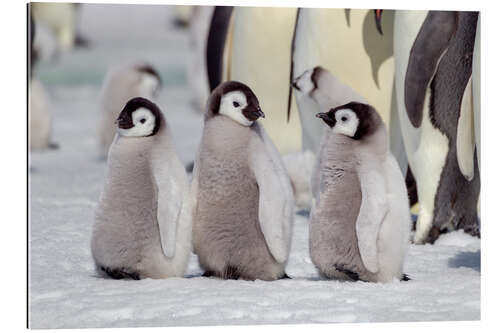 Gallery print Emperor penguin chicks are waiting for their parents to return