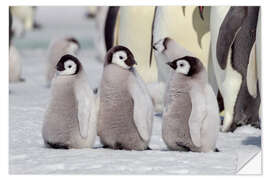 Sticker mural Emperor penguin chicks are waiting for their parents to return