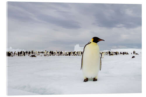 Akrylbilde Emperor penguin stands in front of his colony