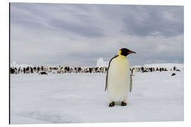 Cuadro de aluminio Emperor penguin stands in front of his colony