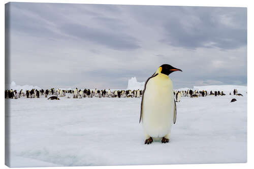 Canvas print Emperor penguin stands in front of his colony