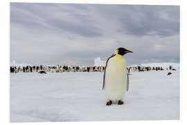 Foam board print Emperor penguin stands in front of his colony