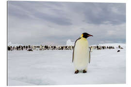 Gallery print Emperor penguin stands in front of his colony