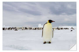 Naklejka na ścianę Emperor penguin stands in front of his colony