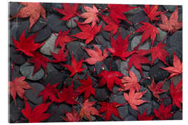 Quadro em acrílico Japanese maple leaves