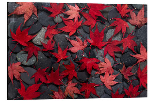 Aluminium print Japanese maple leaves