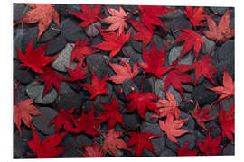 Foam board print Japanese maple leaves