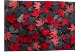 Gallery print Japanese maple leaves