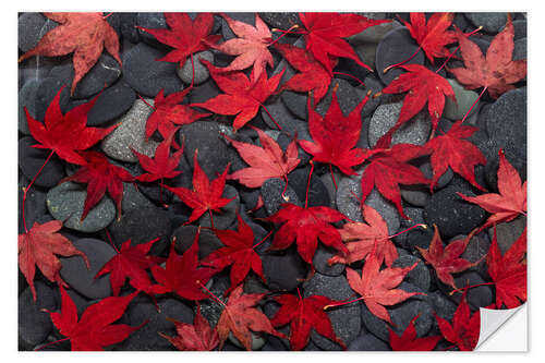 Sticker mural Japanese maple leaves