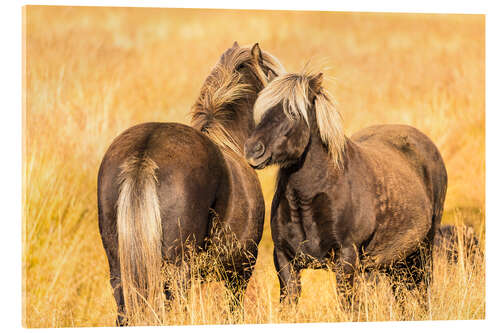 Stampa su vetro acrilico Rugged Icelandic horses endure tough weather