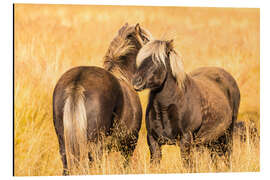 Aluminium print Rugged Icelandic horses endure tough weather