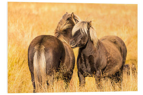 Foam board print Rugged Icelandic horses endure tough weather