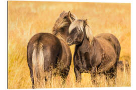 Gallery print Rugged Icelandic horses endure tough weather