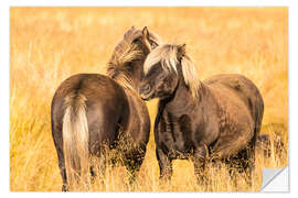 Sticker mural Rugged Icelandic horses endure tough weather