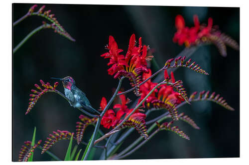 Aluminium print Field of avalanche lilies