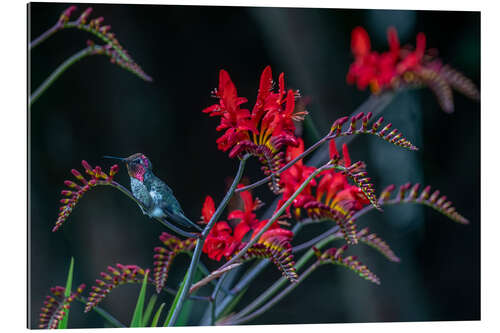 Quadro em plexi-alumínio Field of avalanche lilies