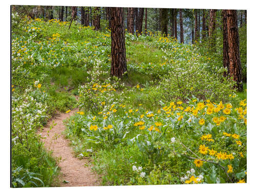 Tableau en aluminium Ponderosa pines and arrowroot balsam root in the forest