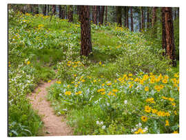 Cuadro de aluminio Ponderosa pines and arrowroot balsam root in the forest