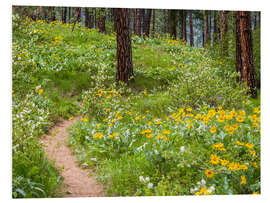 Foam board print Ponderosa pines and arrowroot balsam root in the forest