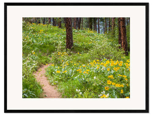 Gerahmter Kunstdruck Ponderosa-Kiefern und Pfeilwurz-Balsamwurzel im Wald