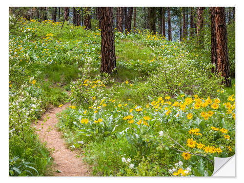 Wandsticker Ponderosa-Kiefern und Pfeilwurz-Balsamwurzel im Wald